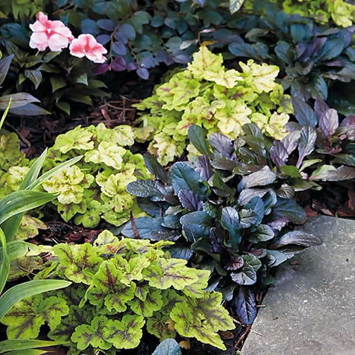 Must-have heucherella | Garden Gate