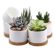 succulent pot reviews