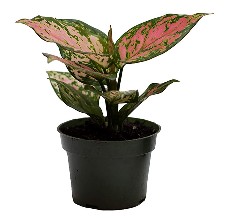 chinese evergreen reviews