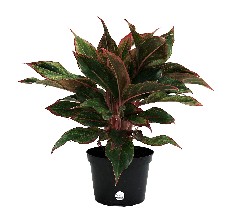chinese evergreen reviews