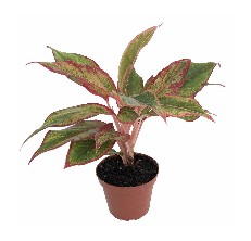 chinese evergreen reviews