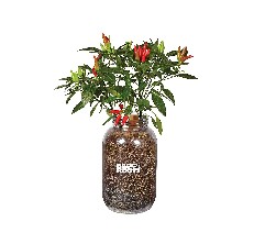 Indoor Pepper Growing Kit reviews
