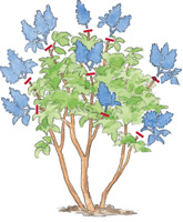Get More Spring Flowers by Pruning