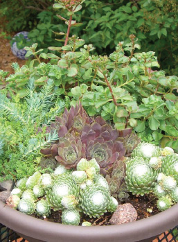 Succulent Dish