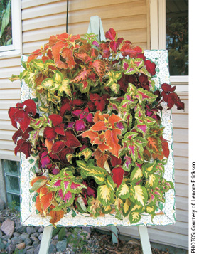 Fill a Frame with Coleus