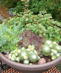 Succulent Dish