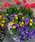 Knockout Color