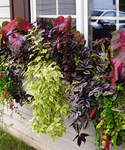 Wonderful Windowbox