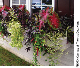 Wonderful Windowbox