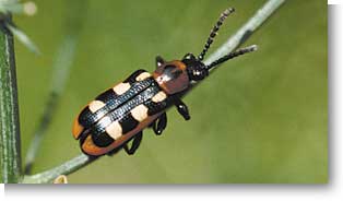 Asparagus Beetle