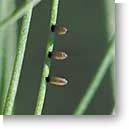 Common asparagus beetle eggs