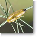 Common asparagus beetle larvae