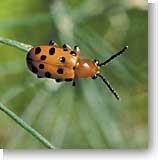 Spotted asparagus beetle