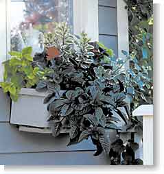 Window Box Design