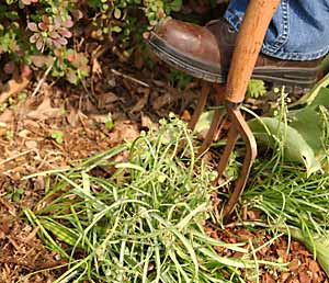 Dig up clump.