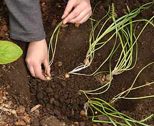 Replant bulbs.