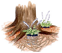 Shallow-Rooted trees