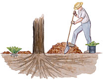 Planting beneath deep-rooted trees
