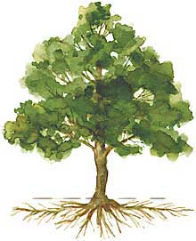 Planting beneath shade trees