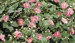 'Pamina' anemone 'Pamina' anemone