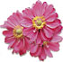 'Pamina' anemone