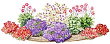 "Hot Pinks and Purples"