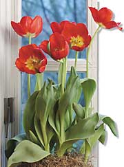 Forcing Bulbs