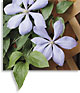 Clematis sources