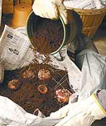 Save your summer bulbs.