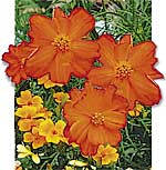 Orange flowers