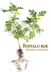 Buffalo bur