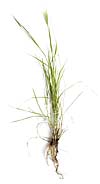 Foxtail barley