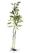 Gray goldenrod