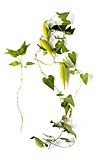 Honeyvine milkweed