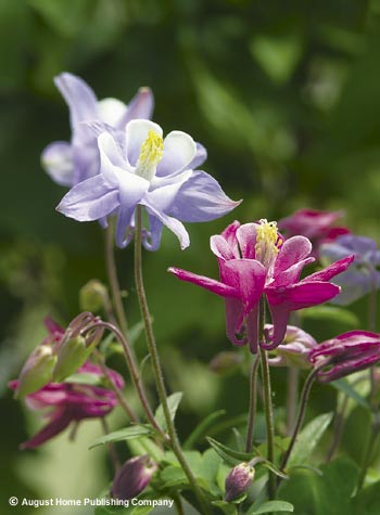 Collecting Columbine Seed