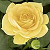 Julia Child floribunda rose