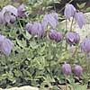 Clematis columbiana tenuiloba