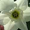'Princess Zaide' daffodil