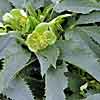 'Silver Lace' Corsican hellebore