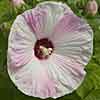 Luna Pink Swirl hibiscus
