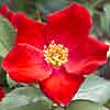 Home Run rose