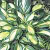 'Rainbow's End' hosta
