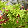 'Fjellheim' Japanese maple