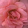 Garden Art Kiss Me rose