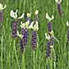 'Pastel Dreams' French lavender