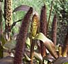 'Jester' ornamental millet
