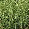 'Super Stripe' maiden grass
