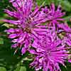 Grand Marshall bee balm