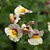 Sunsatia Mango nemesia