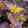 Center Glow ninebark